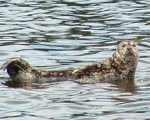 Harbor seals have many color variations which help them blend in with their surroundings.
